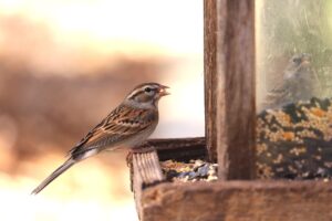 Bird on bird feeder